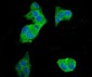 Anti-EEF2 Picoband™ Antibody (monoclonal, 5F5)